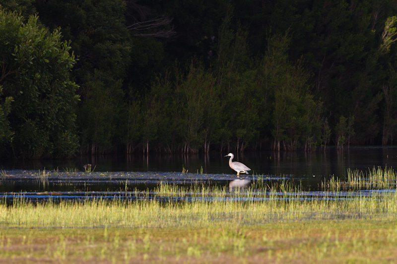 White-Faced Heron