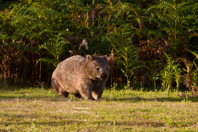 Common Wombat