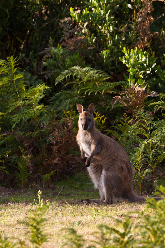 Red-Necked Wallaby