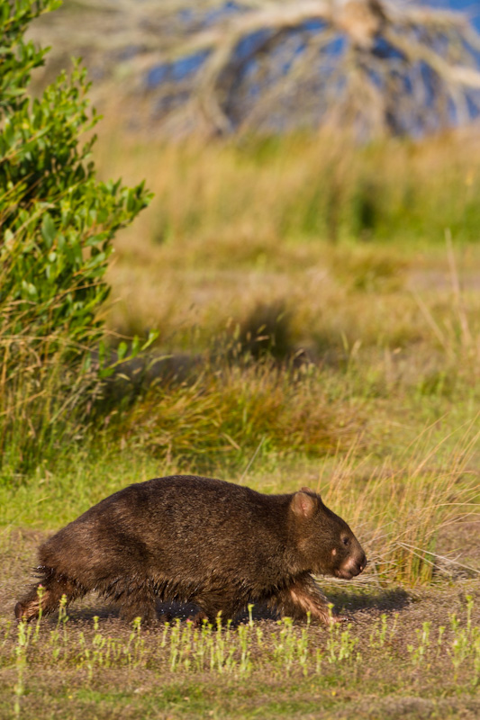 Common Wombat