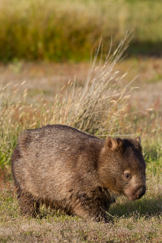 Common Wombat