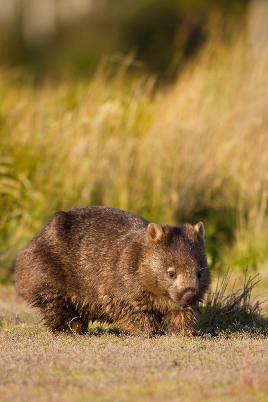 Common Wombat