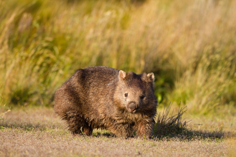 Common Wombat