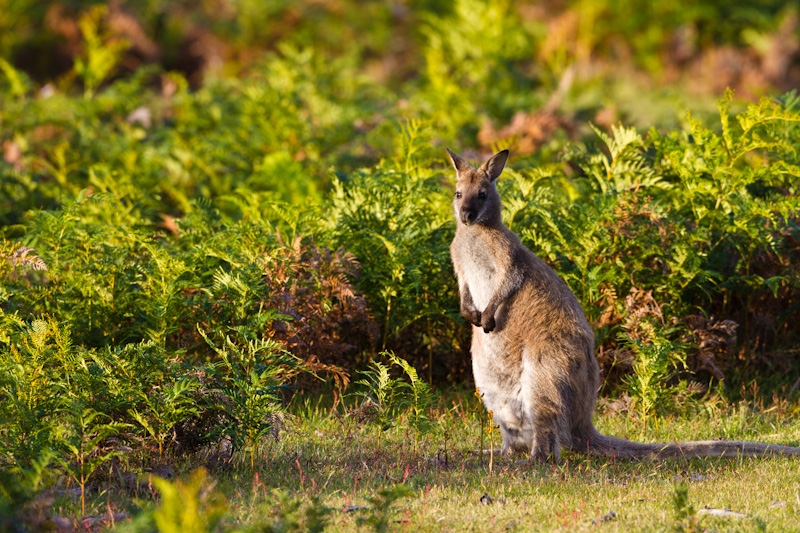 Red-Necked Wallaby