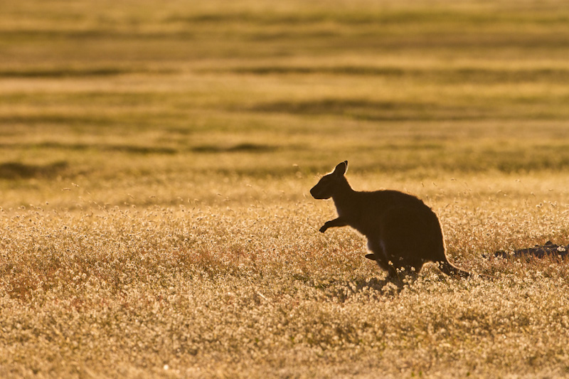 Red-Necked Wallaby Silhouette