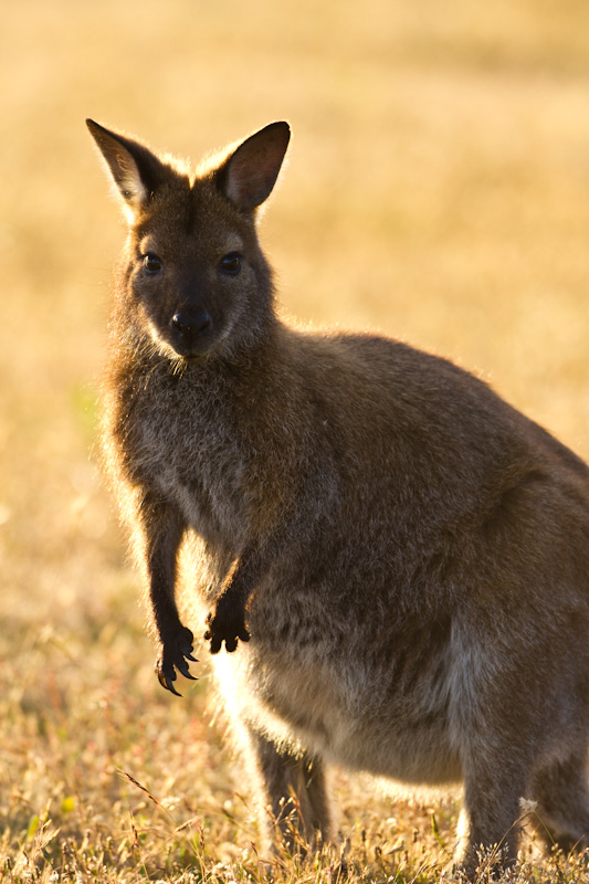 Red-Necked Wallaby