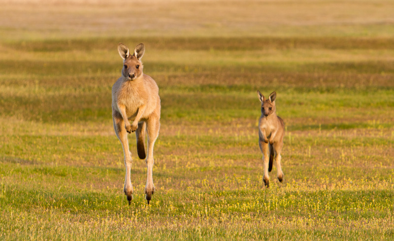 Hopping Eastern Gray Kangaroos