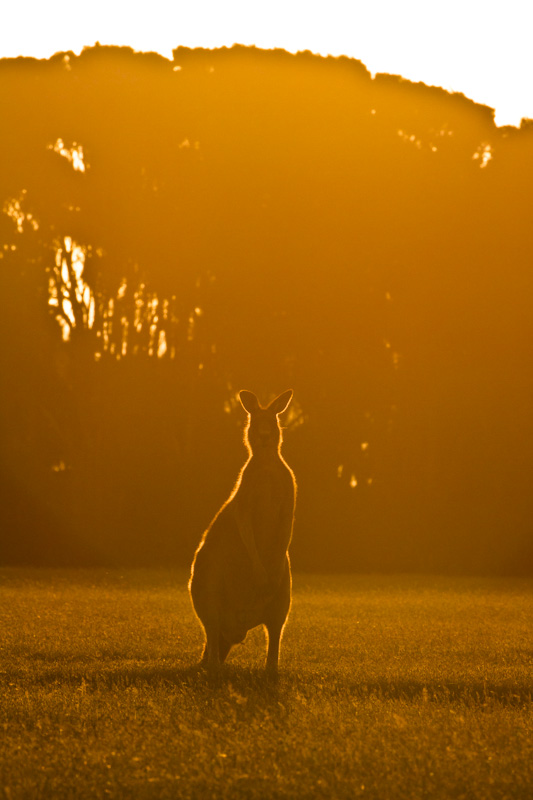 Eastern Gray Kangaroo Silhouetted At Sunset