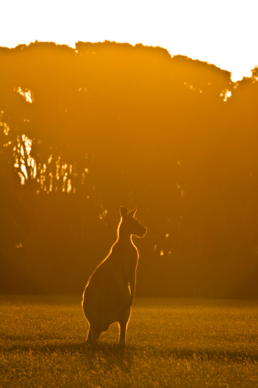 Eastern Gray Kangaroo Silhouetted At Sunset