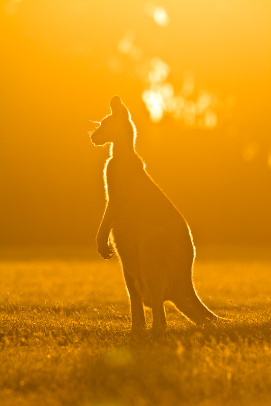 Eastern Gray Kangaroo Silhouetted At Sunset