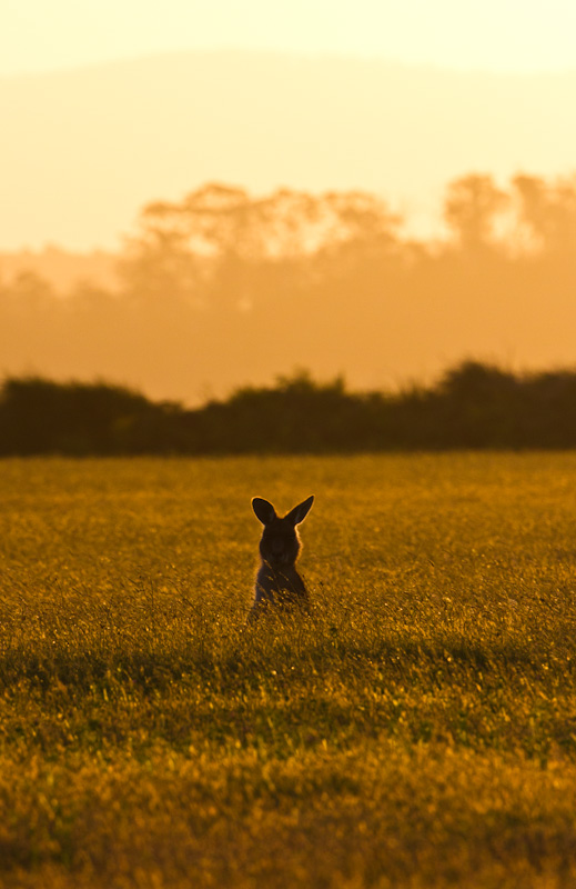 Eastern Gray Kangaroo Silhouetted At Sunset