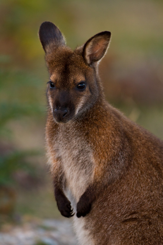 Red-Necked Wallaby