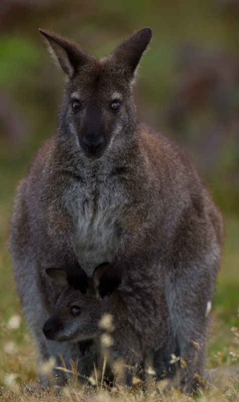 Red-Necked Wallaby