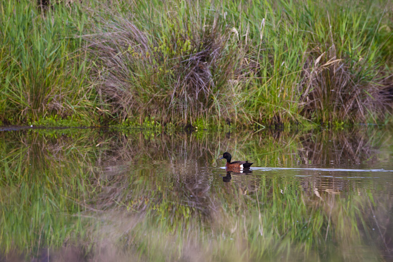 Chestnut Teal