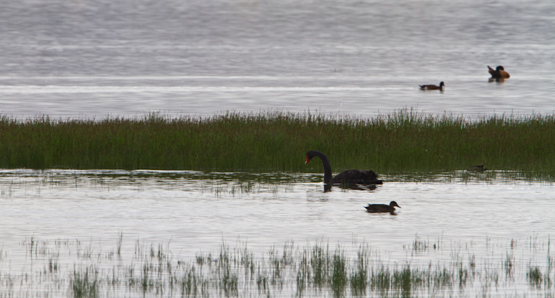 Black Swan