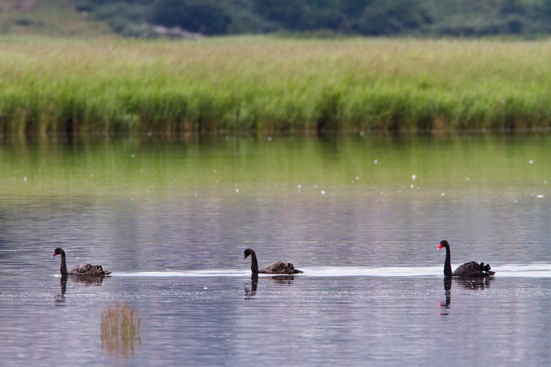 Black Swan And Cygnets