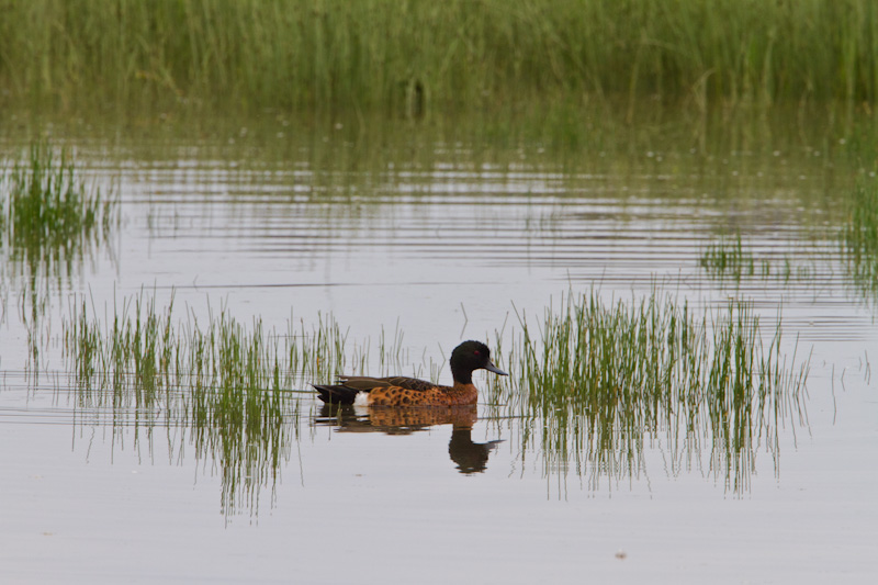 Chestnut Teal