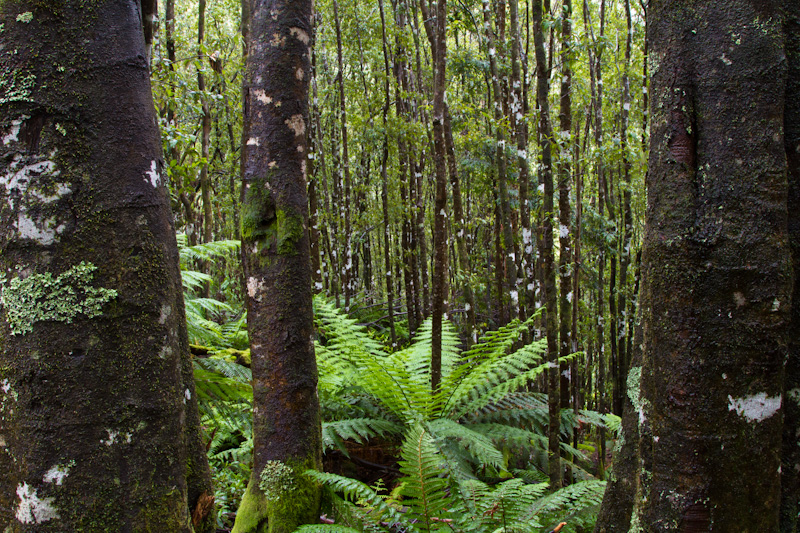 Temperate Rainforest