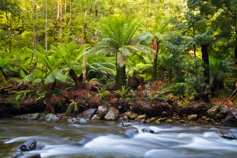 Tree Ferns Abover Liffey Creek