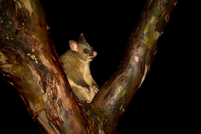 Brushtail Possum