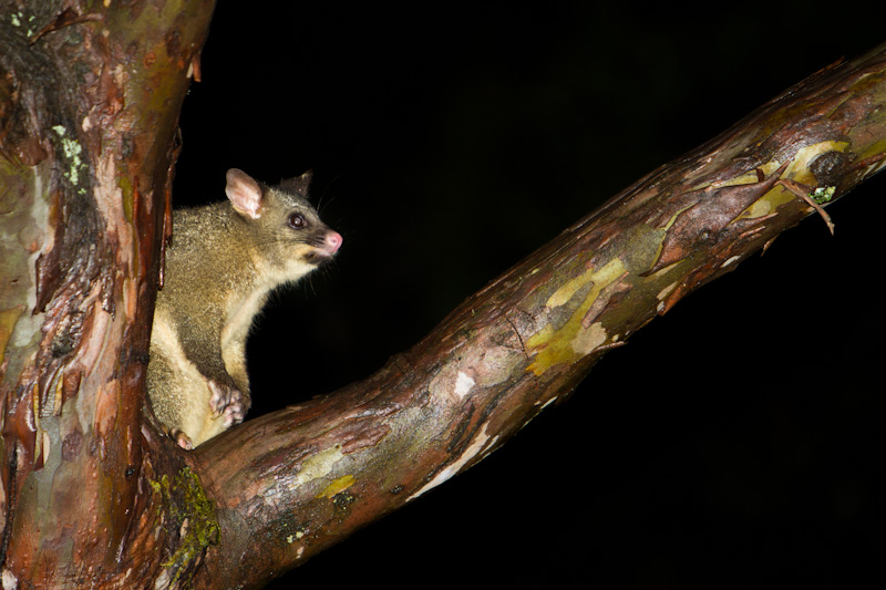 Brushtail Possum