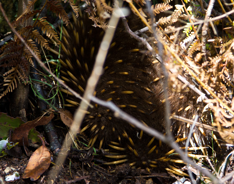 Echidna Hiding In Undergrowth