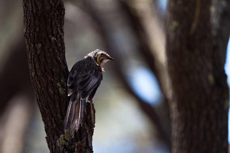 Yellow Wattlebird