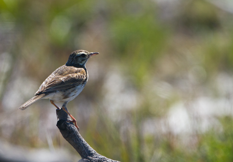 Australasian Pipit