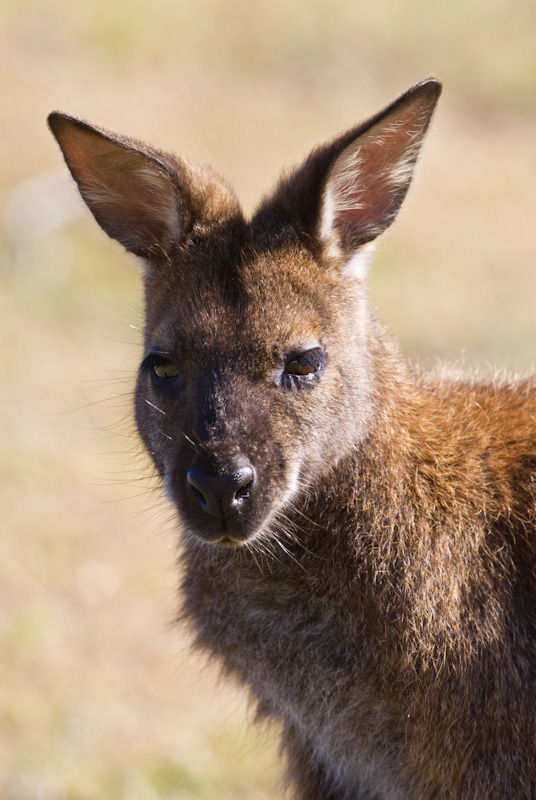 Red-Necked Wallaby