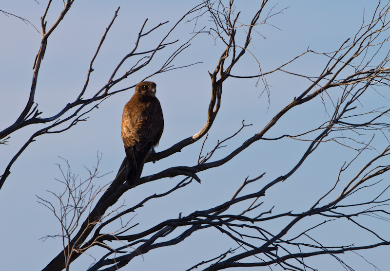 Brown Falcon