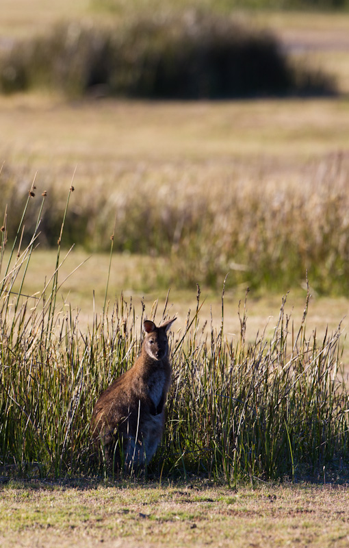 Red-Necked Wallaby