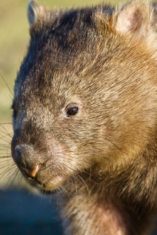 Common Wombat