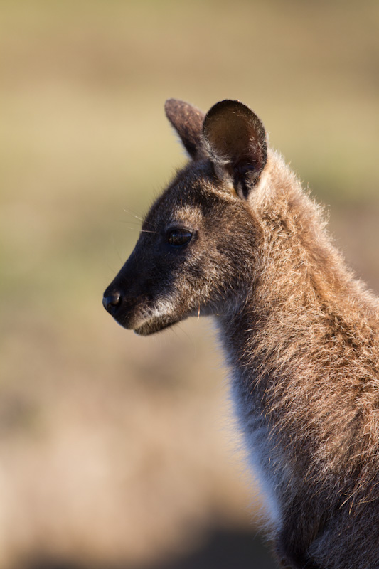 Red-Necked Wallaby