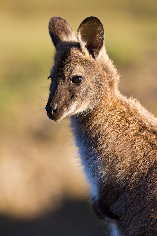 Red-Necked Wallaby