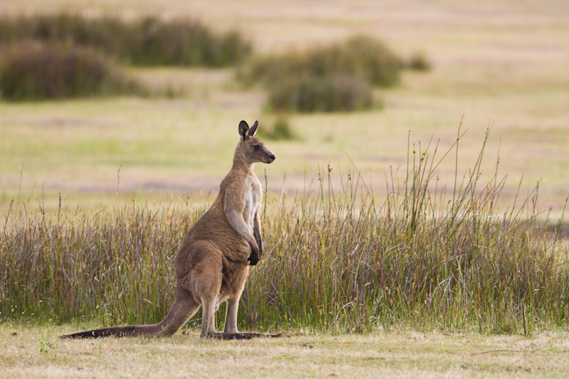 Eastern Gray Kangaroo