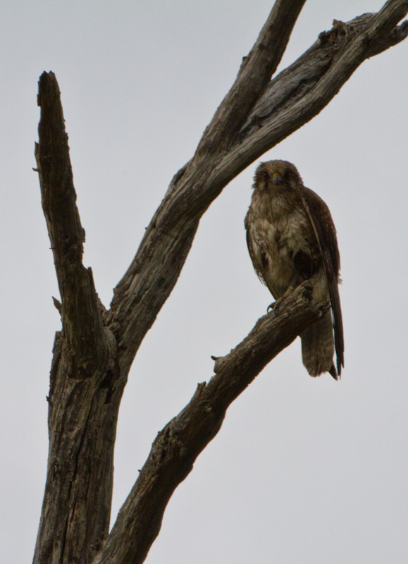 Brown Falcon