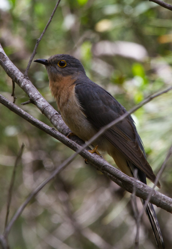 Fan-Tailed Cuckoo