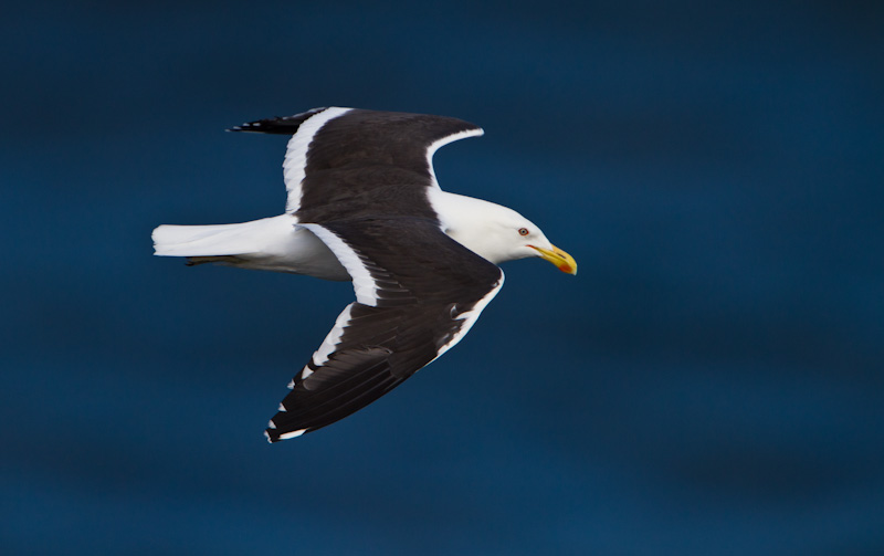 Kelp Gull In Flight