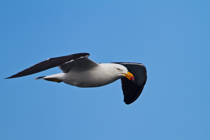 Pacific Gull In Flight