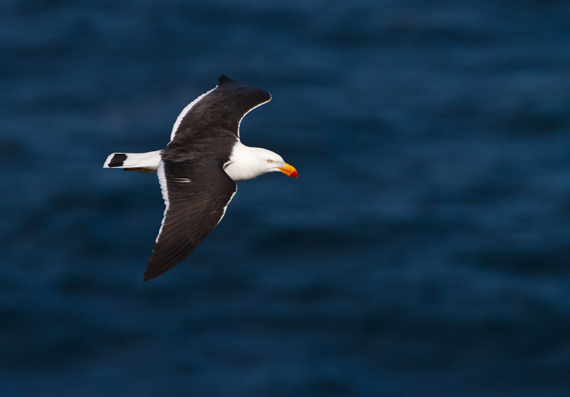 Pacific Gull In Flight