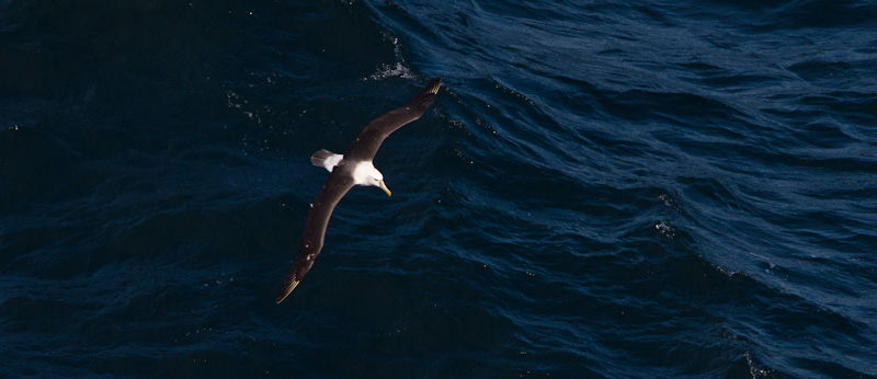 Shy Albatross In Flight