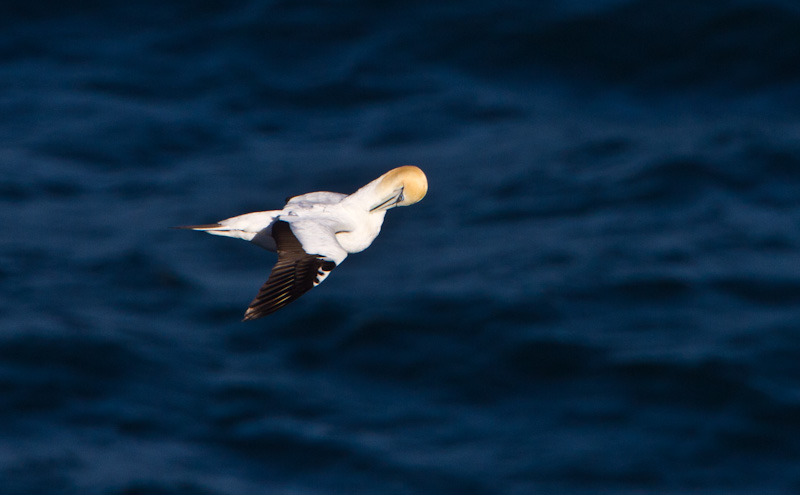 Australasian Gannet Preening In Flight