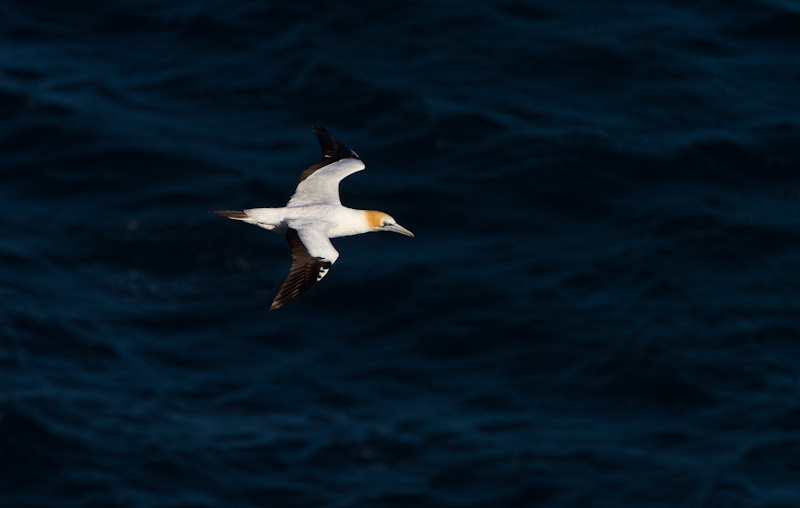 Australasian Gannet In Flight