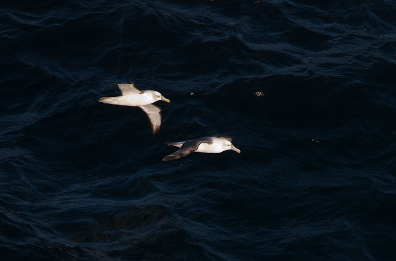 Shy Albatross In Flight