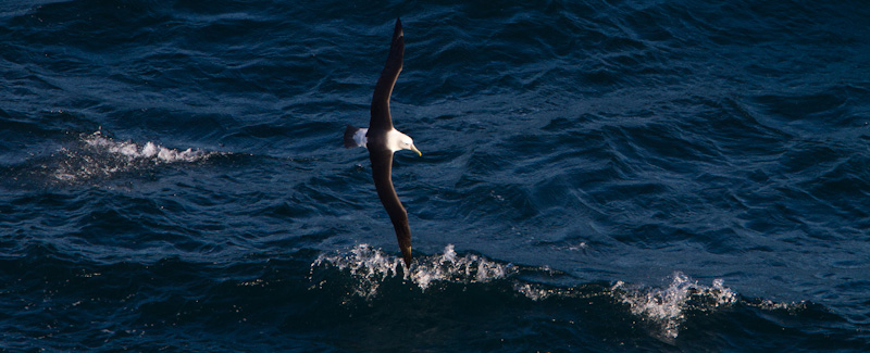 Shy Albatross In Flight