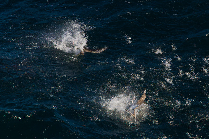 Shy Albatross Diving For Fish
