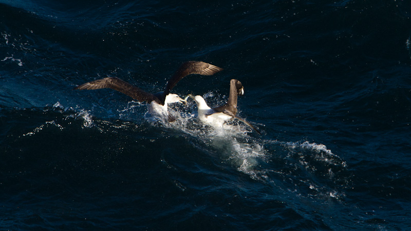 Shy Albatross Fighting Over Fish