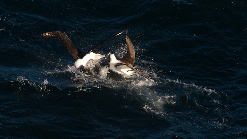 Shy Albatross Fighting Over Fish