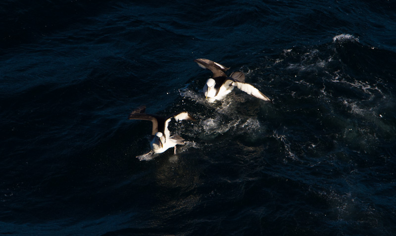 Shy Albatross Fighting Over Fish