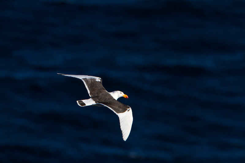 Pacific Gull In Flight